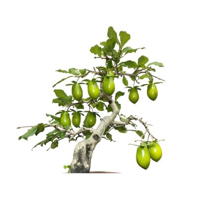 画像4: 老爺柿　黄瓢箪　自根苗（正木）