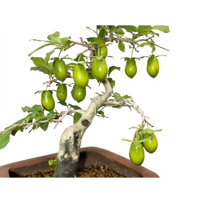 画像5: 老爺柿　黄瓢箪　自根苗（正木）