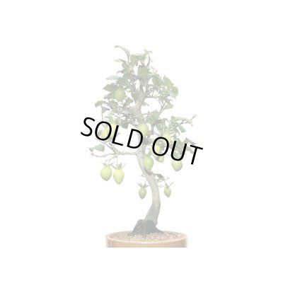 画像3: 老爺柿　紅光　自根苗（正木）