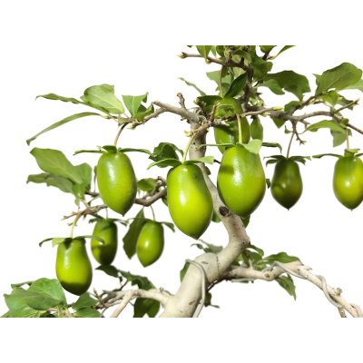 画像3: 老爺柿　黄瓢箪　自根苗（正木）