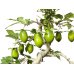 画像3: 老爺柿　黄瓢箪　自根苗（正木）