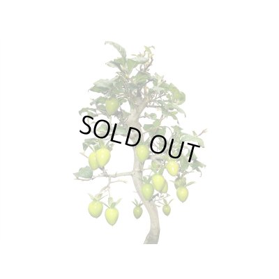 画像8: 老爺柿　紅光　自根苗（正木）