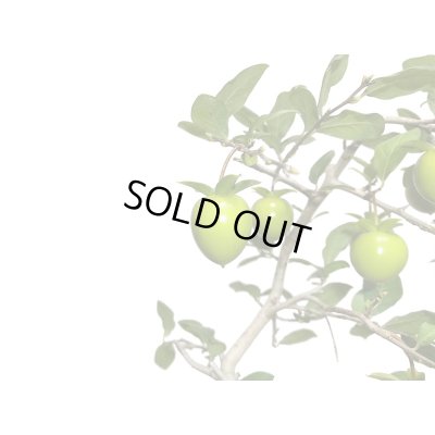 画像3: 老爺柿　緋玉　自根苗（正木）