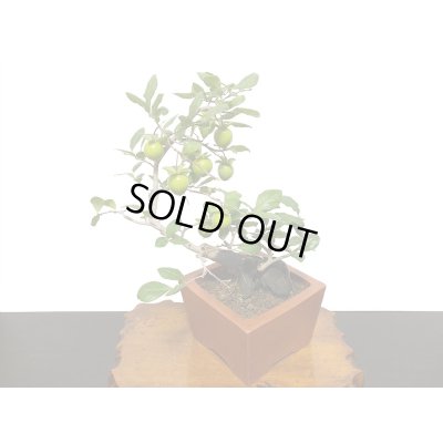 画像8: 老爺柿　緋玉　自根苗（正木）