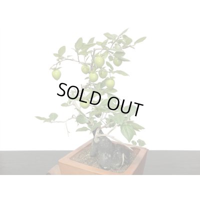 画像5: 老爺柿　緋玉　自根苗（正木）