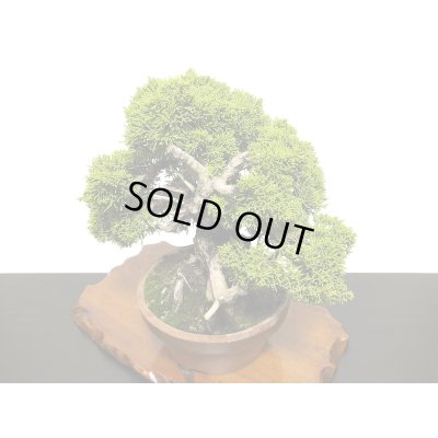 画像7: 糸魚川真柏  貴風盆栽