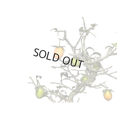 画像4: 老爺柿　小品盆栽