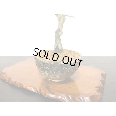 画像7: 老爺柿　小品盆栽