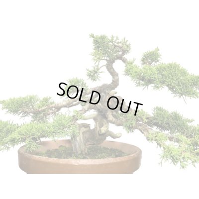 画像6: 糸魚川真柏 貴風盆栽