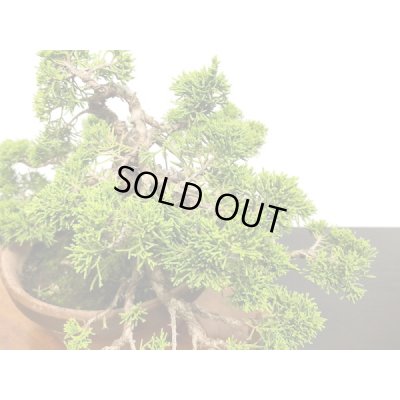 画像7: 糸魚川真柏 貴風盆栽