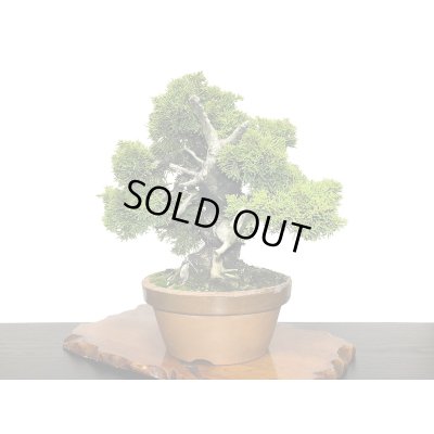 画像4: 糸魚川真柏  貴風盆栽