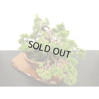 画像8: 糸魚川真柏 貴風盆栽
