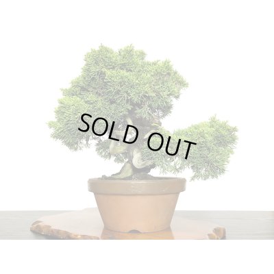 画像4: 糸魚川真柏  貴風盆栽