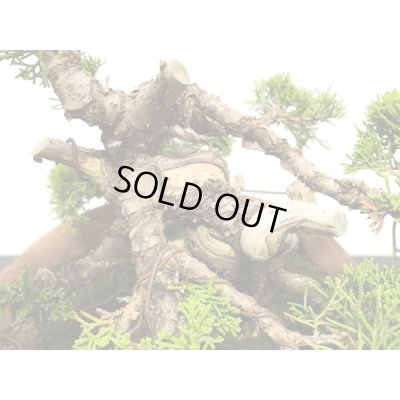 画像4: 糸魚川真柏 貴風盆栽