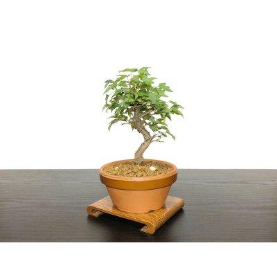 画像4: 楓（カエデ）　小品盆栽素材