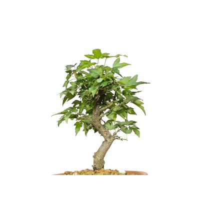 画像7: 楓（カエデ）　小品盆栽素材