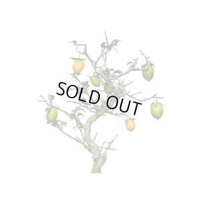 画像6: 老爺柿　小品盆栽