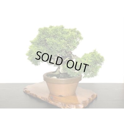 画像8: 糸魚川真柏  貴風盆栽