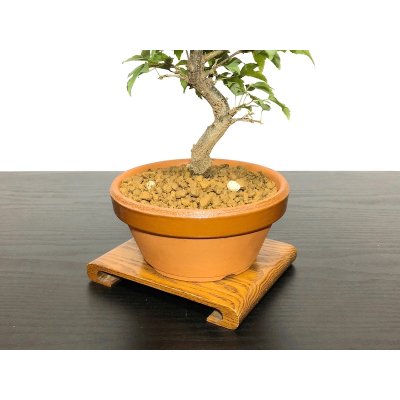 画像6: 楓（カエデ）　小品盆栽素材