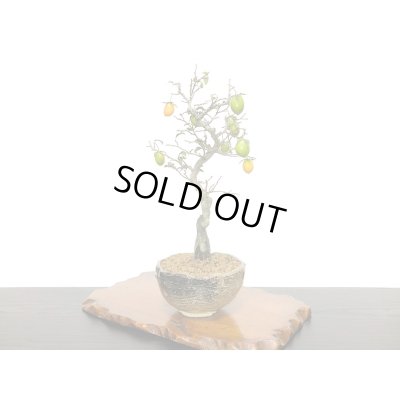 画像3: 老爺柿　小品盆栽