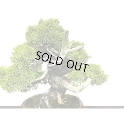 画像3: 糸魚川真柏  貴風盆栽