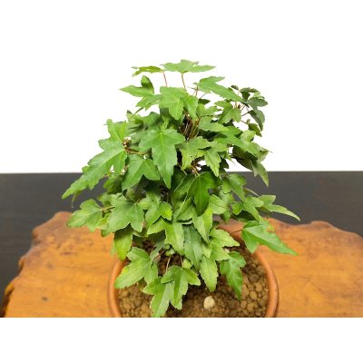 画像3: 楓（カエデ）　小品盆栽素材