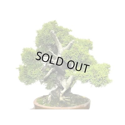 画像6: 糸魚川真柏  貴風盆栽