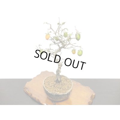 画像8: 老爺柿　小品盆栽