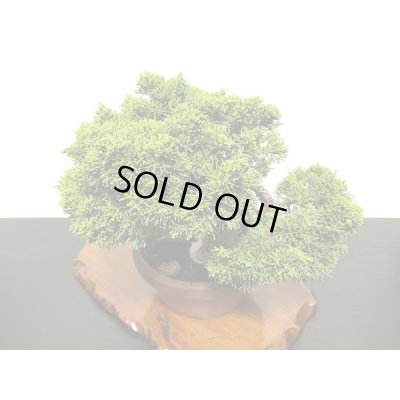 画像5: 糸魚川真柏  貴風盆栽