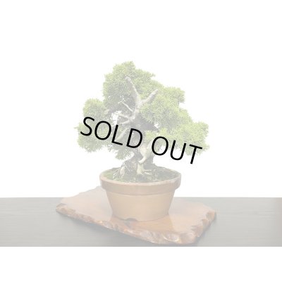 画像8: 糸魚川真柏  貴風盆栽