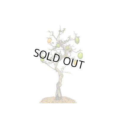 画像5: 老爺柿　小品盆栽