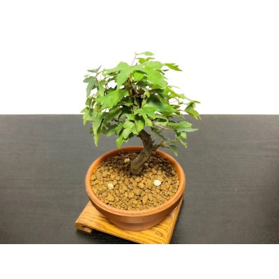 画像5: 楓（カエデ）　小品盆栽素材