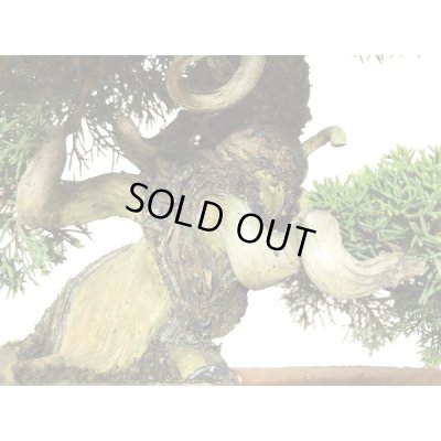 画像3: 糸魚川真柏  貴風盆栽