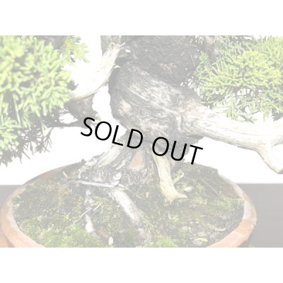 画像5: 糸魚川真柏  貴風盆栽