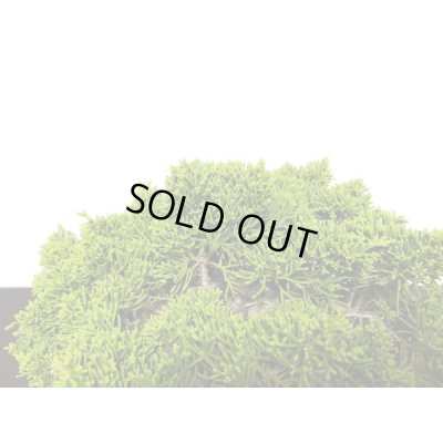 画像6: 糸魚川真柏  貴風盆栽