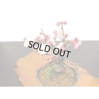 画像4: 花梅　八重西王　小品盆栽