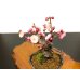 画像4: 花梅　八重西王　小品盆栽