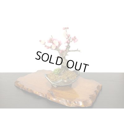 画像5: 花梅　八重西王　小品盆栽