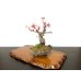 画像5: 花梅　八重西王　小品盆栽