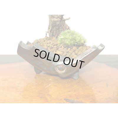 画像5: 花梅　鹿児島紅梅　小品盆栽