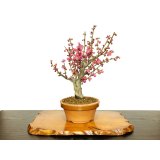 花梅　大盃　貴風盆栽素材