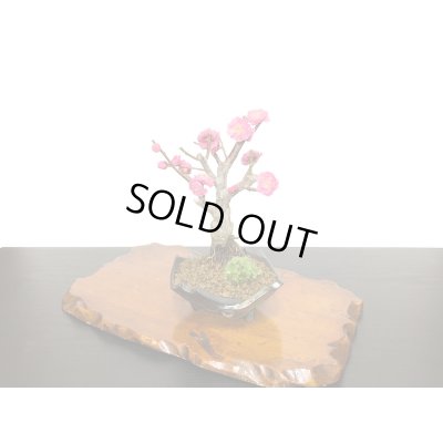 画像3: 花梅　鹿児島紅梅　小品盆栽