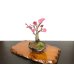 画像3: 花梅　鹿児島紅梅　小品盆栽