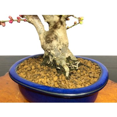 画像7: 花梅 紅白梅 大盃/冬至 貴風盆栽素材