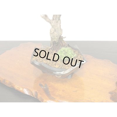 画像4: 花梅　鹿児島紅梅　小品盆栽