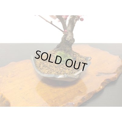 画像6: 花梅　八重西王　小品盆栽