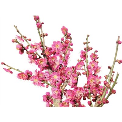 画像4: 花梅　大盃　貴風盆栽素材