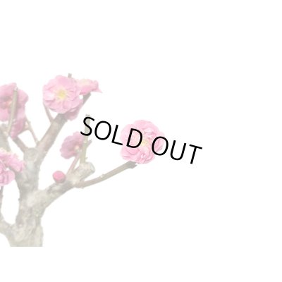 画像7: 花梅　鹿児島紅梅　小品盆栽