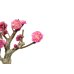 画像7: 花梅　鹿児島紅梅　小品盆栽