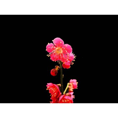 画像4: 花梅 紅白梅 大盃/冬至 貴風盆栽素材